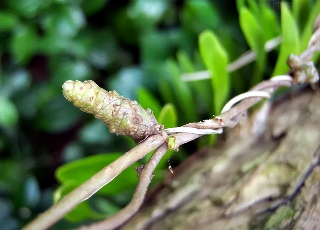 木耳菜能生吃的吗,木耳菜可以随便吃吗