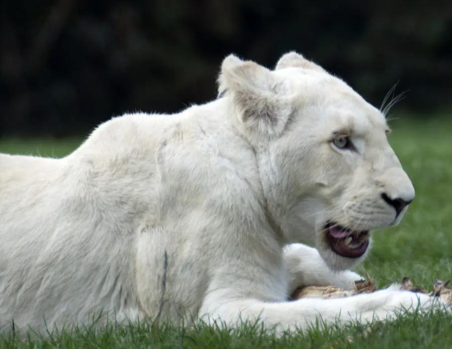 史上最大猫科动物体型排行,最强猫科动物排名狮子