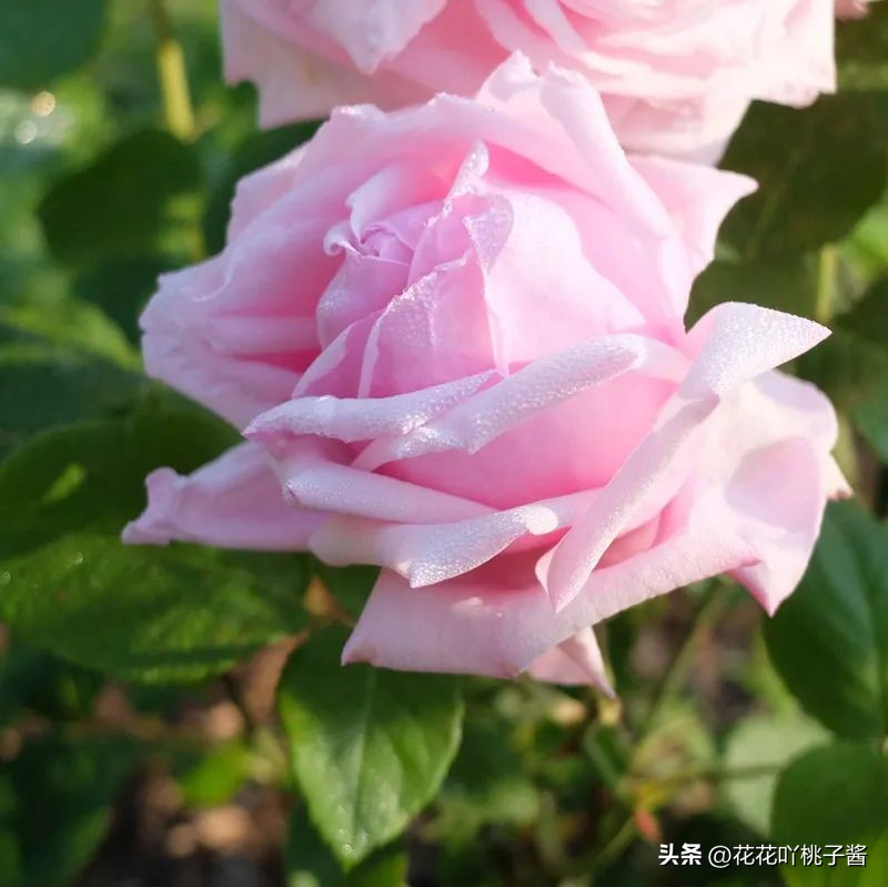 浓香型多季开花的月季,法国橙色浪漫月季