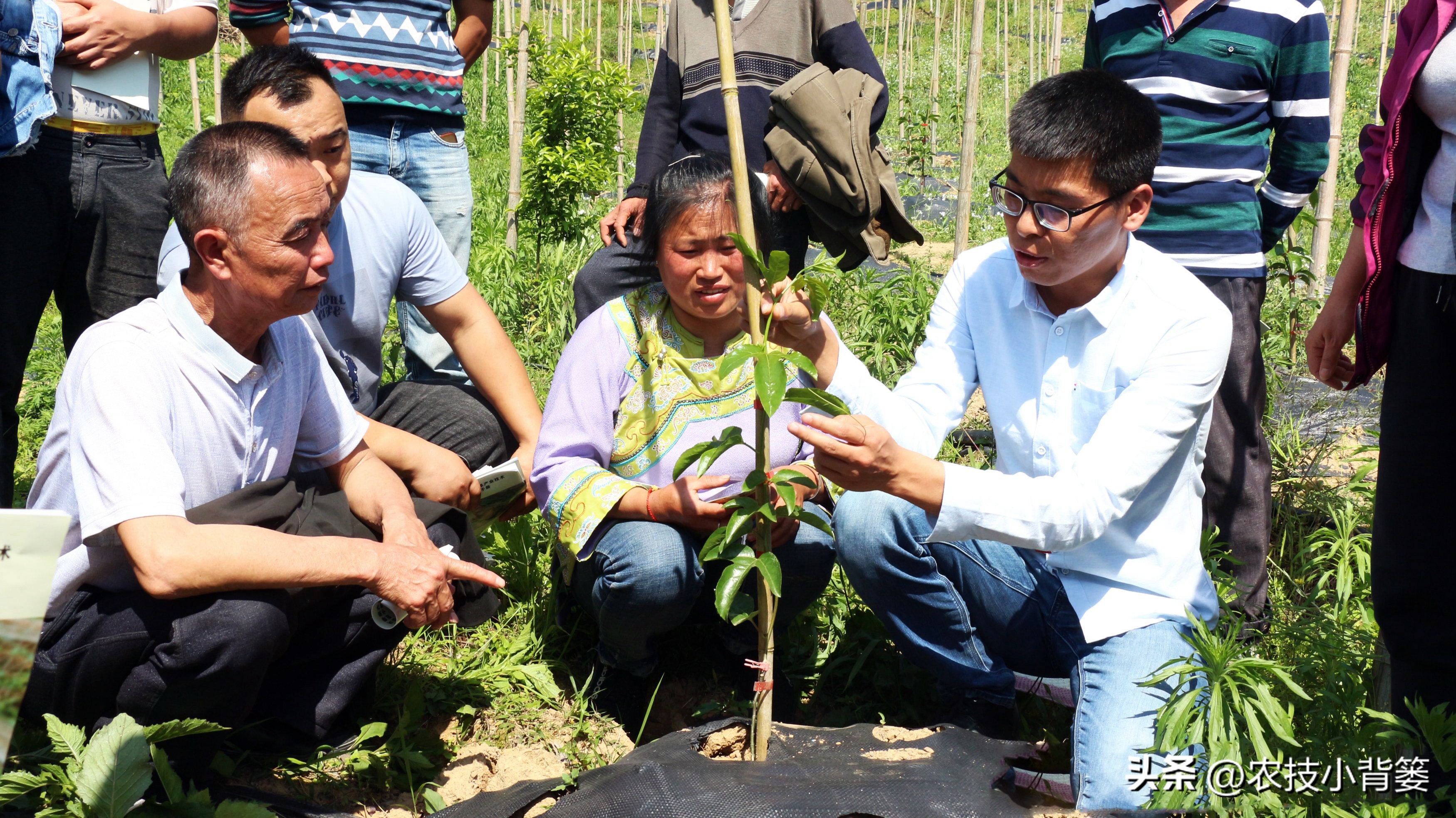 农作物细菌病与真菌病辨别,作物真菌细菌病毒病害的区别