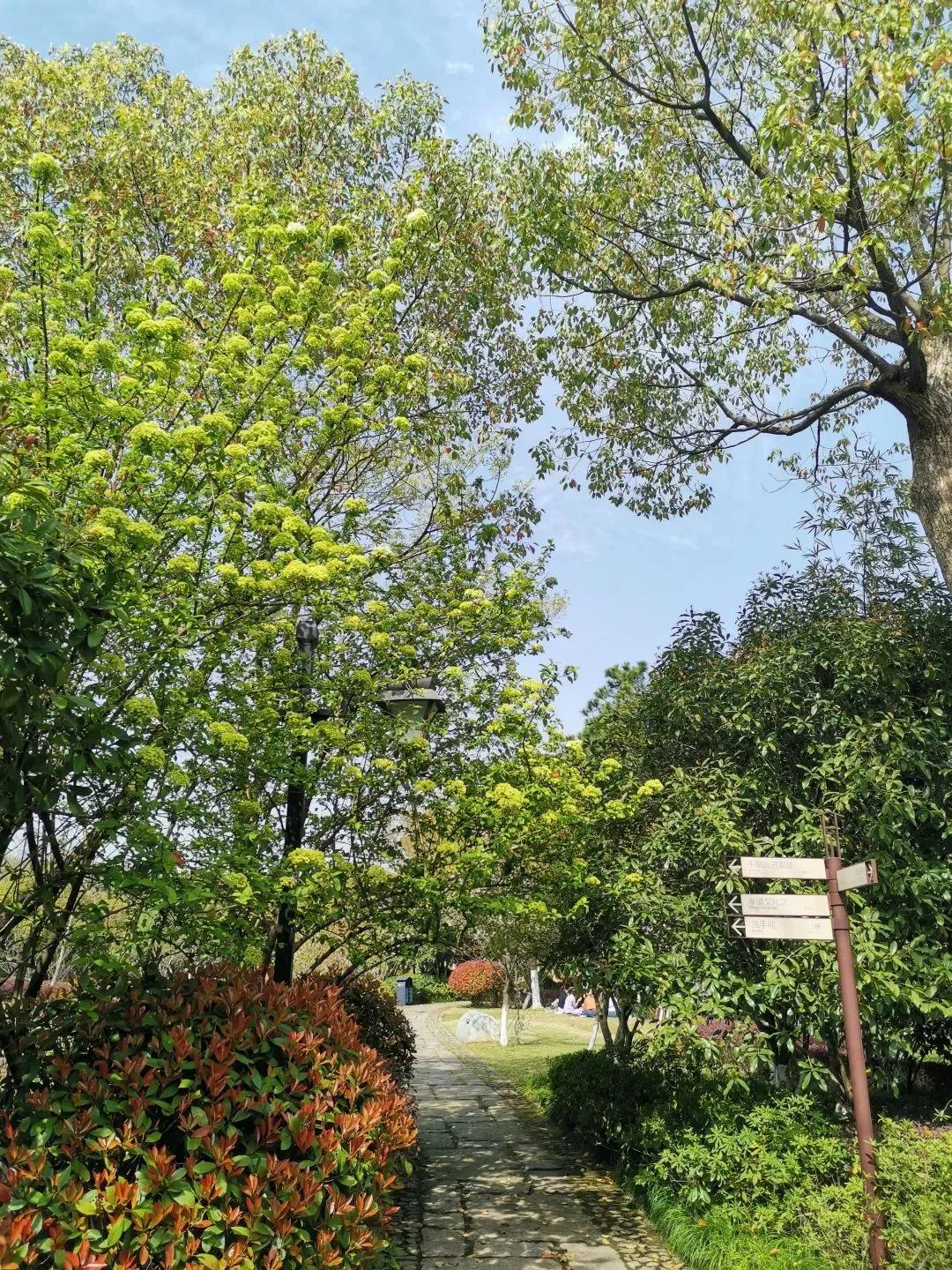 大草坪放风筝,草坪大风筝