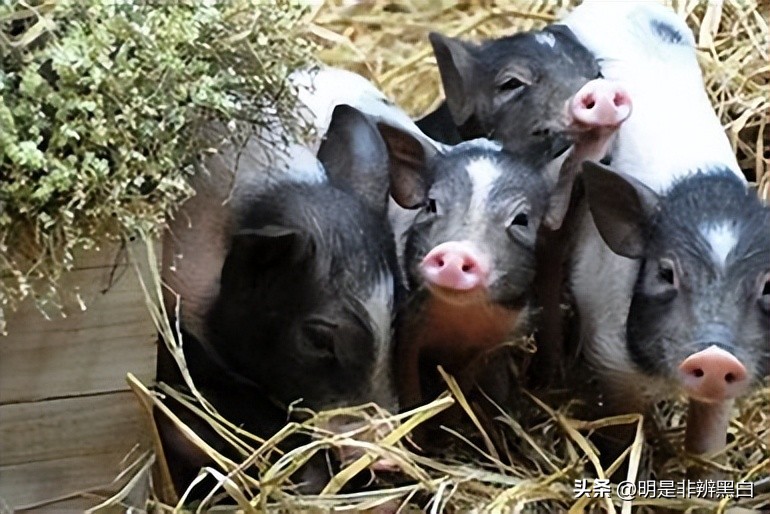 95后养猪两年20万,90后白手起家养猪