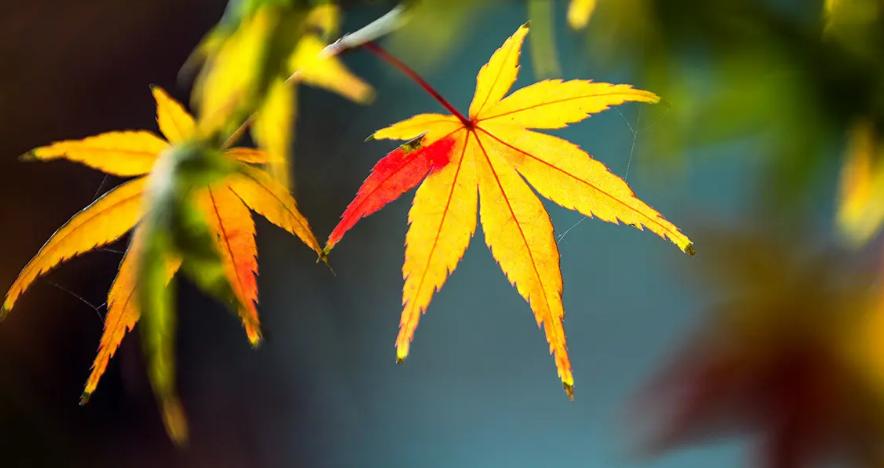 最是新秋好时光，有关新秋的诗词，在诗词里欣赏新秋的美景！​