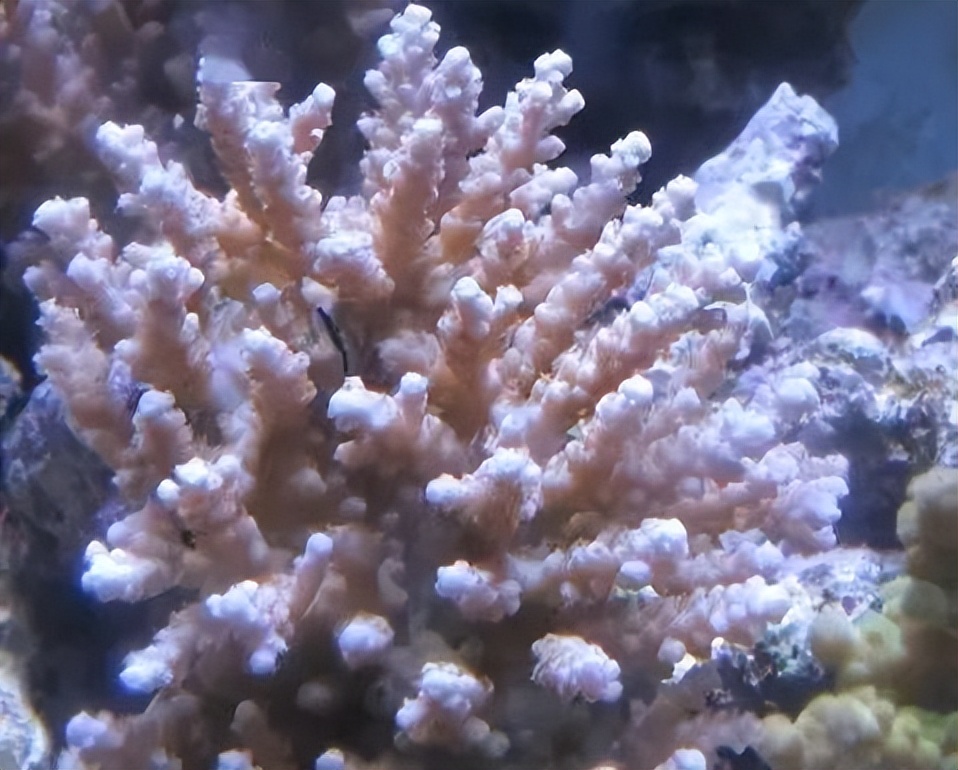 海水珊瑚缸鹦鹉螺,海水缸珊瑚视频大全