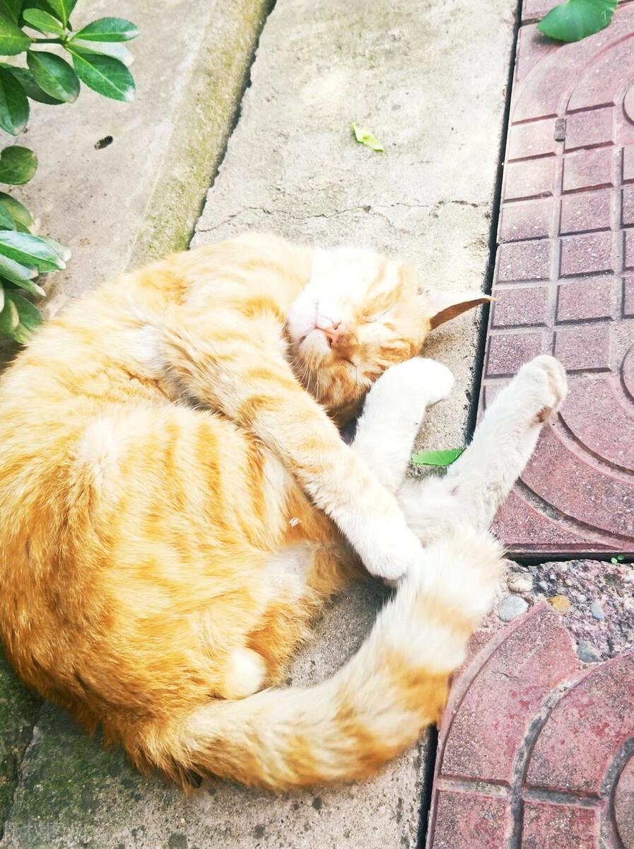 小猫真是个奇怪的生物