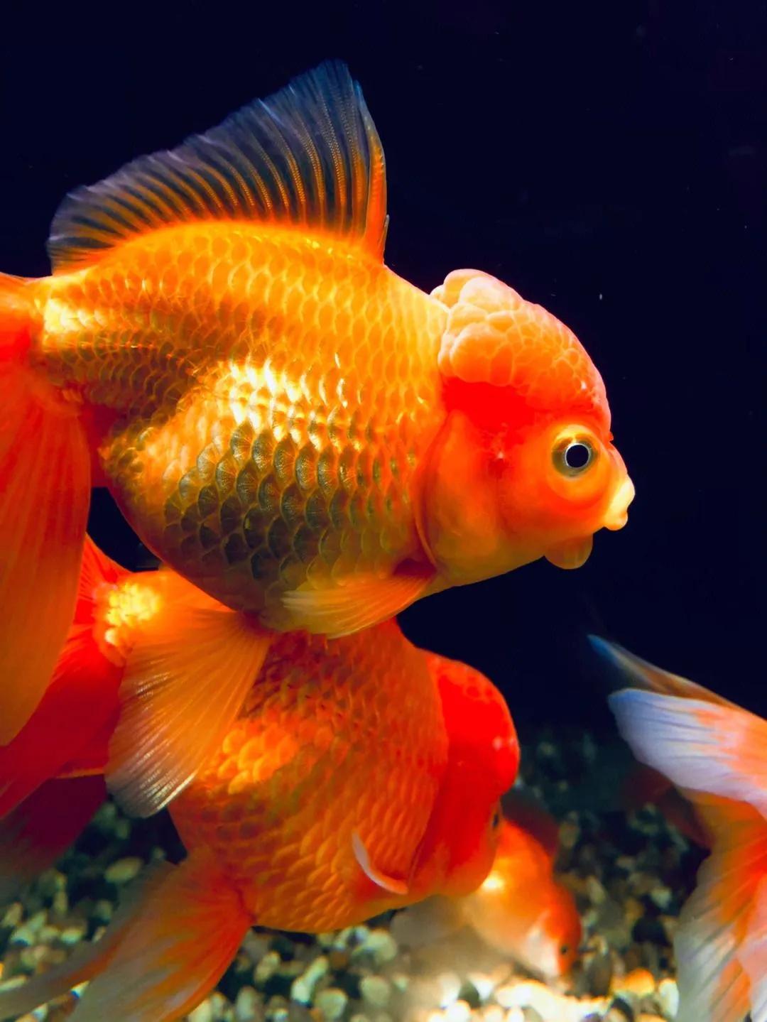 裸缸适合养什么观赏鱼 (山东地区容易养的观赏鱼)