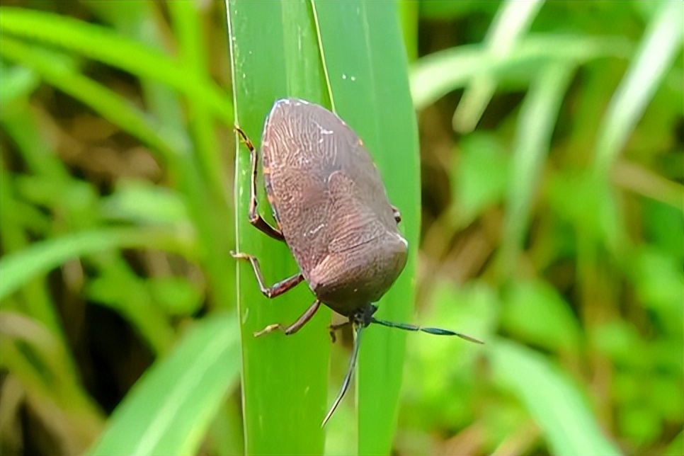 一碰就放臭屁的臭屁虫，如今却成香饽饽600元1斤，它的价值了解下