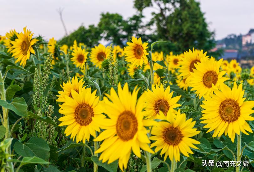 当南充美景遇上“多巴胺”这就是想象中夏天的样子！