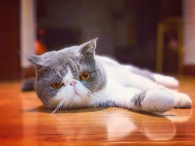 二尖瓣发育不良病例总结