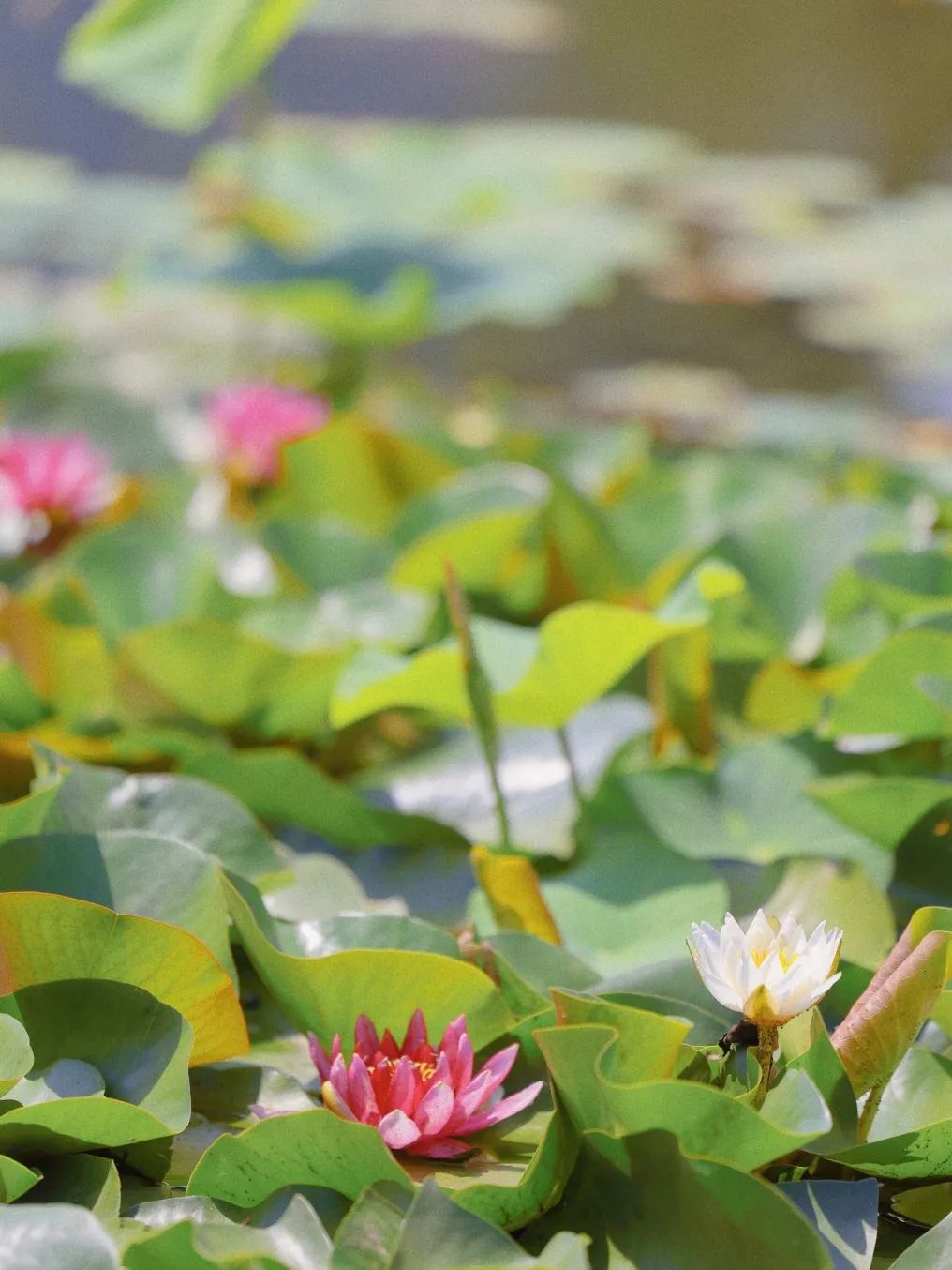 街拍迎泽丨用多巴胺配色，打开迎泽的夏天！