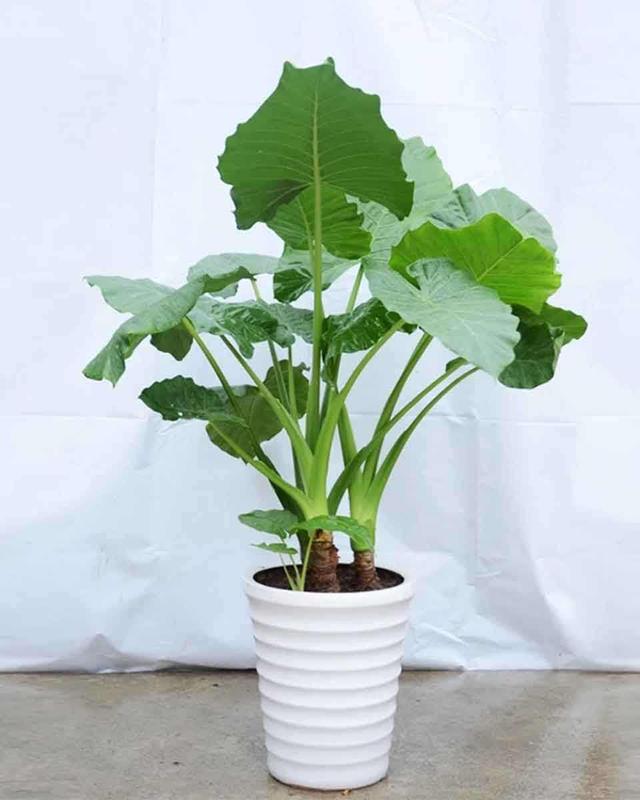 家里不能养的10种花,家里不能养的四种花