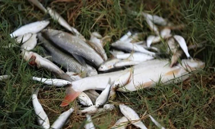 为什么电鱼危害大,电鱼违法为什么还有电鱼设备