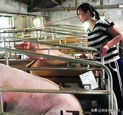 95后养猪两年20万,90后白手起家养猪