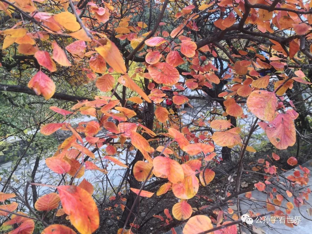 北京的香山上,北京的香山海拔多少米