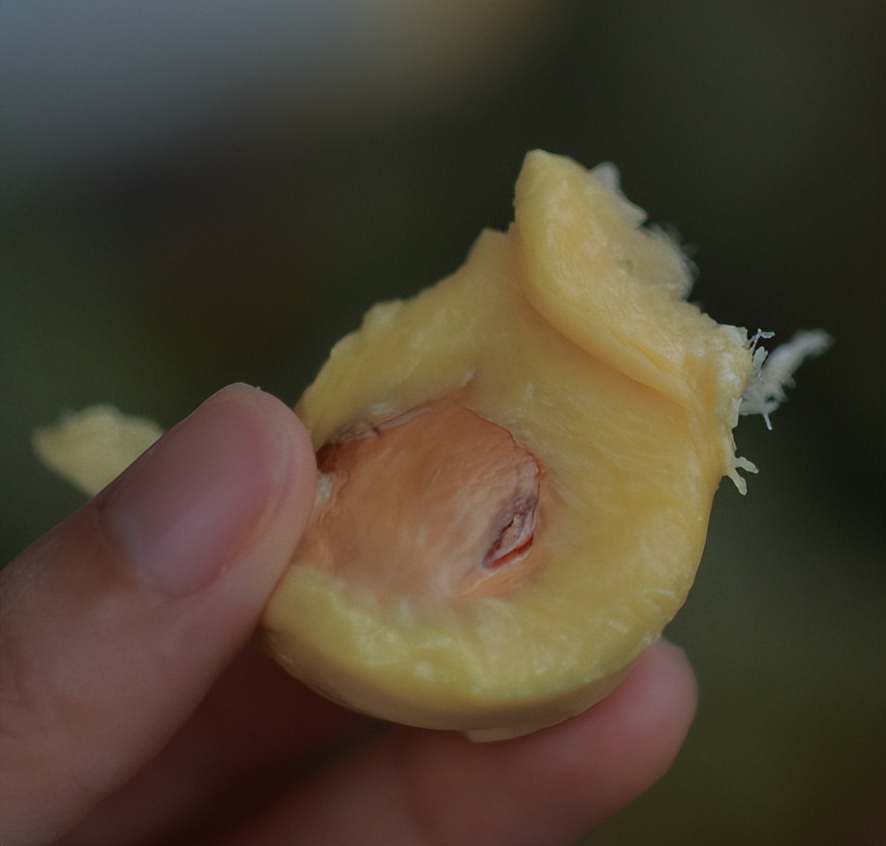 马来西亚乐高乐园自由行,马来西亚新山乐高乐园攻略