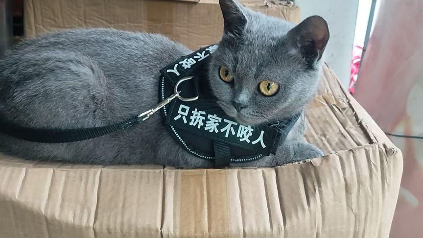 为什么不建议养蓝猫,为什么很多人养蓝猫不养布偶
