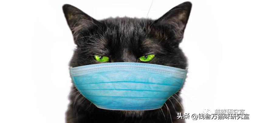 人会传染新冠病毒给宠物吗,新冠病毒能感染宠物吗