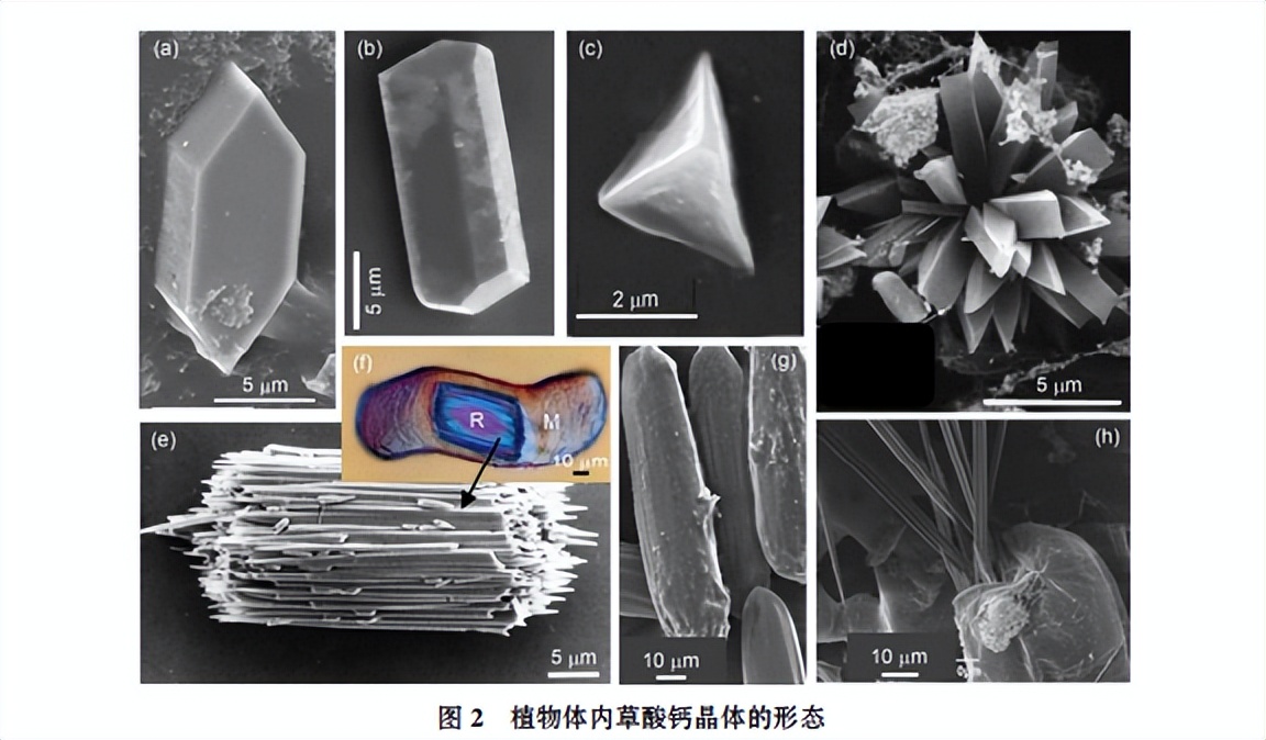 如何让菠萝吃起来不扎嘴,为什么吃菠萝会刺嘴巴