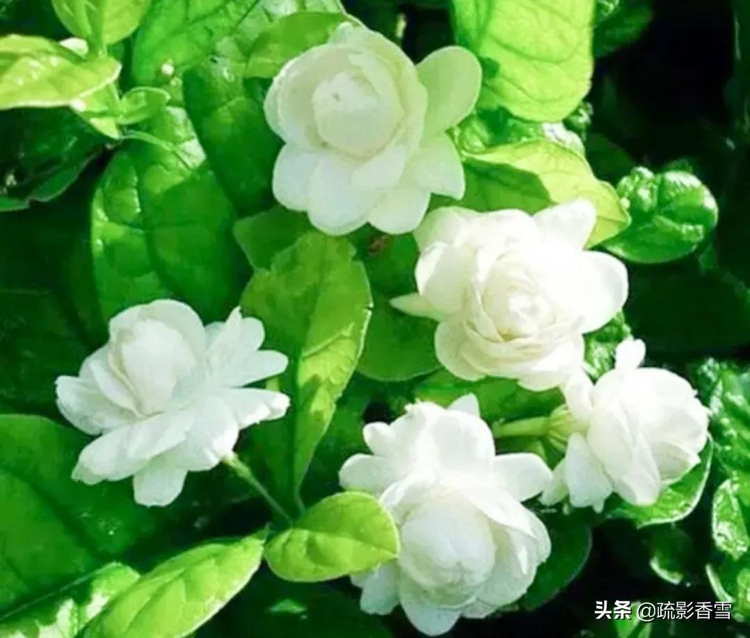 世间纵有百媚千娇，惟愿悠悠茉莉香，伴君岁月长