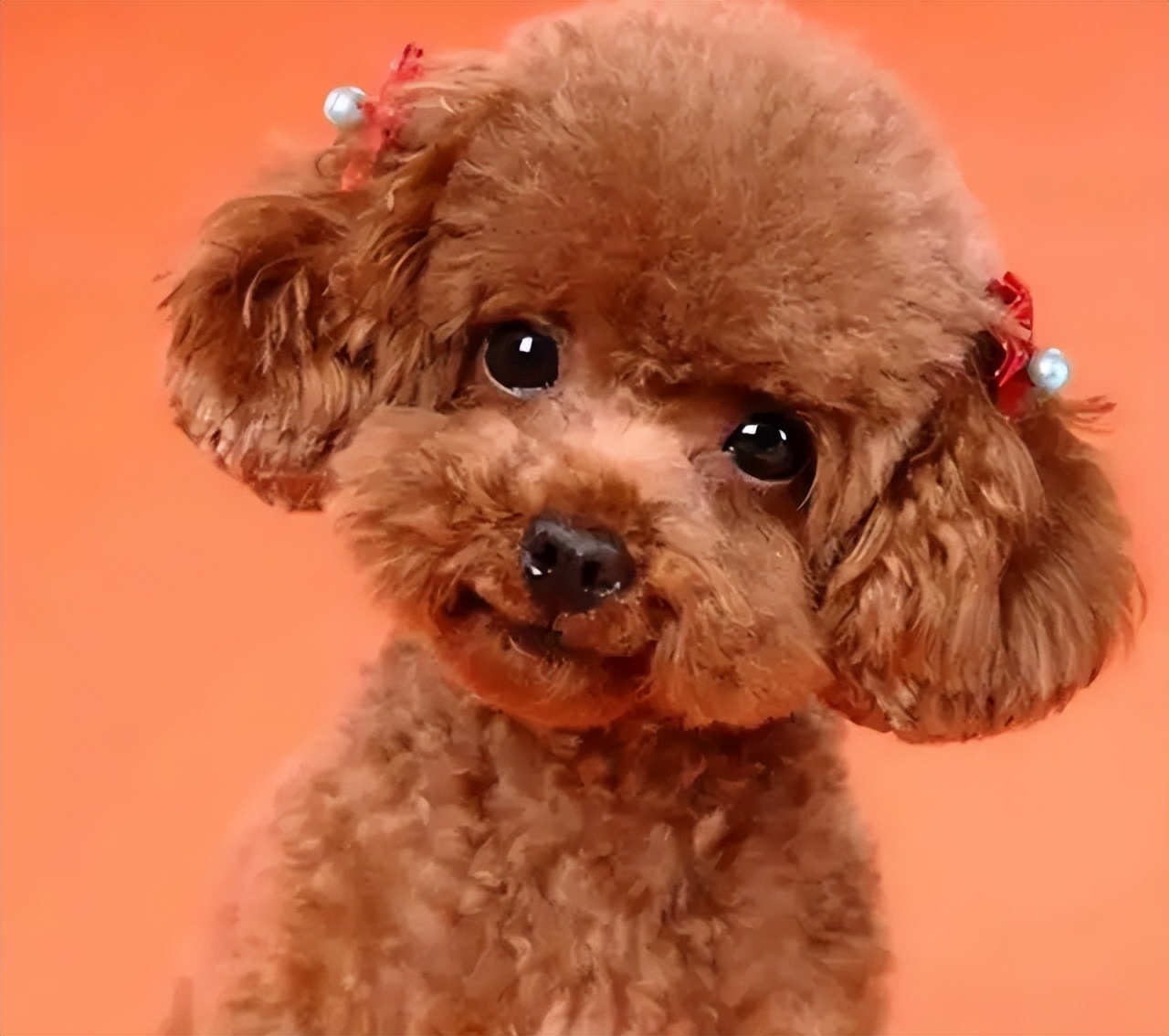 养柯基还是泰迪,养柯基还是泰迪省钱