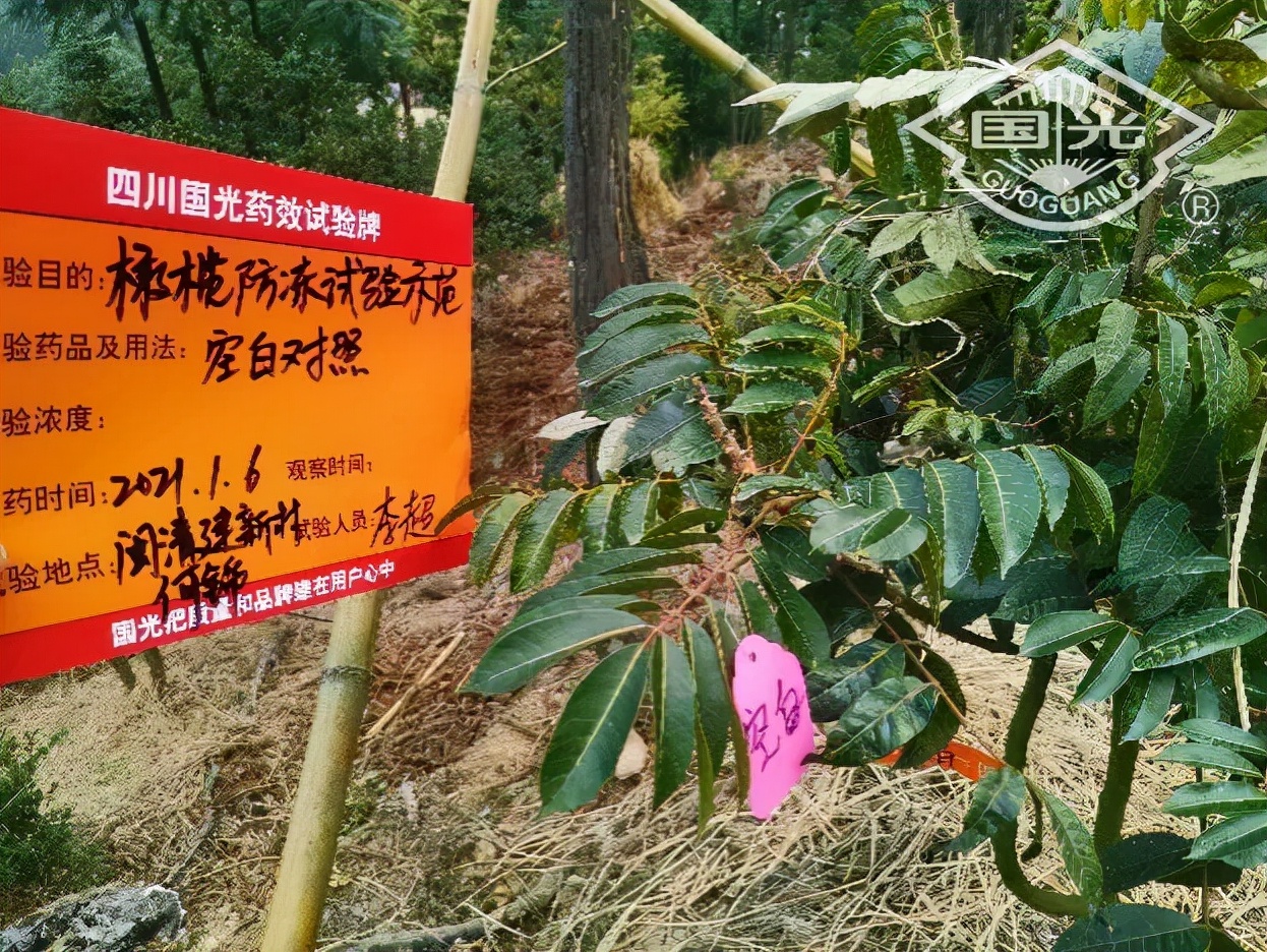 橄榄保暖,橄榄防冻害