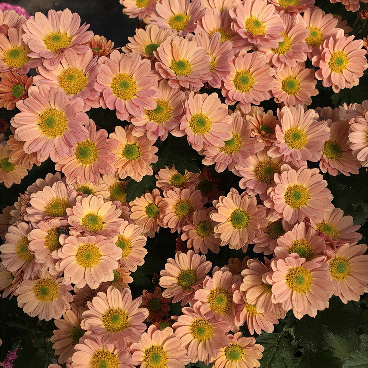 花园里的月季花竞相开放,花园里有7盆月季30盆菊花