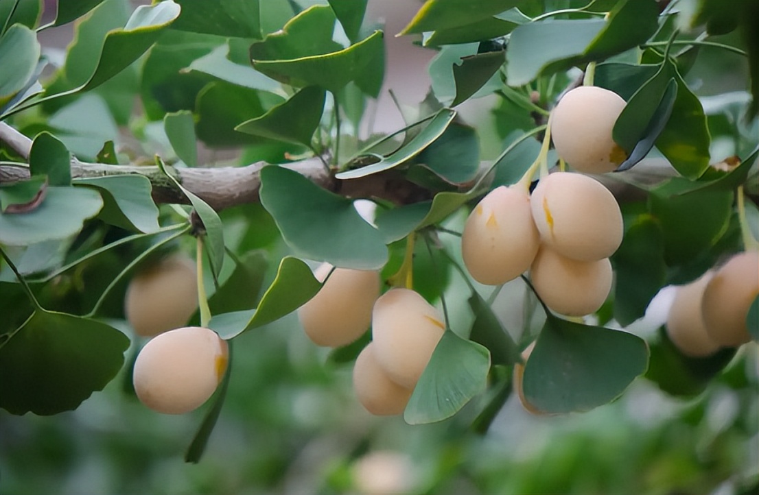 银杏树果是白果吗,银杏树是白果吗