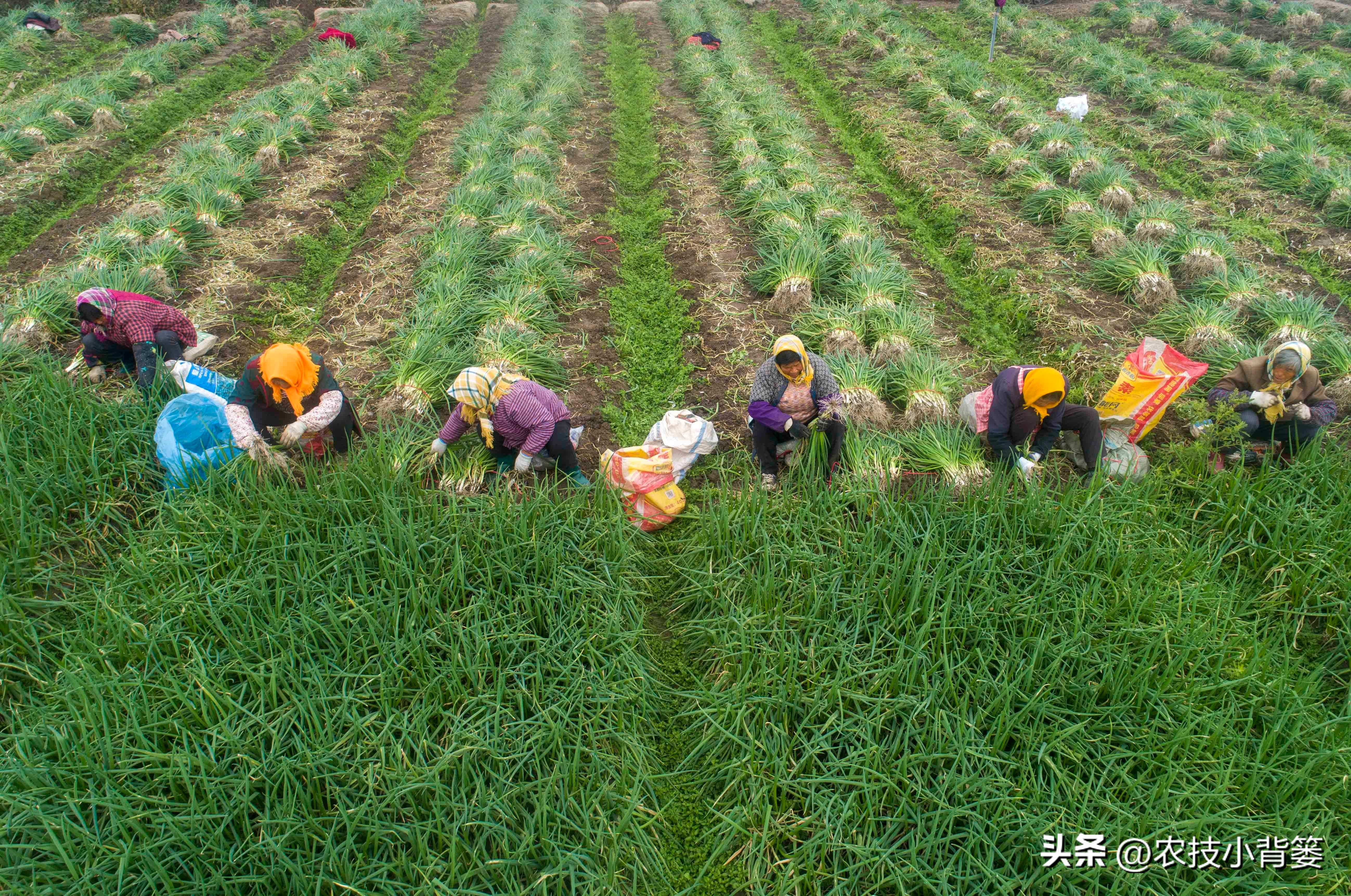 小香葱种植时间和方法视频,小香葱的种植方法和时间