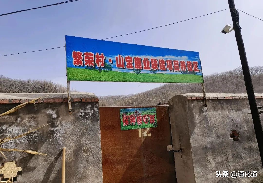 梅花鹿养出乡村振兴致富路,梅花鹿之乡的致富路