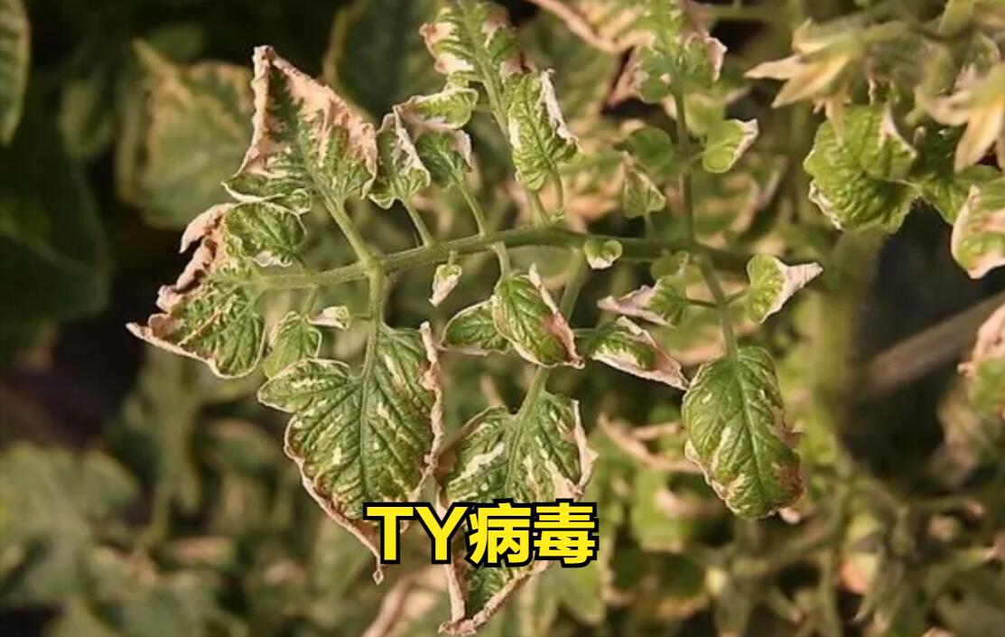 西红柿黄头能恢复嘛,种植西红柿发黑怎么回事