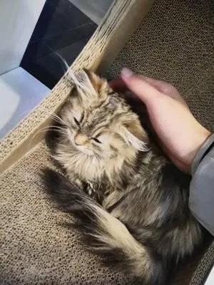 人被猫抓伤开始长出猫爪,被什么猫抓伤会有猫抓病