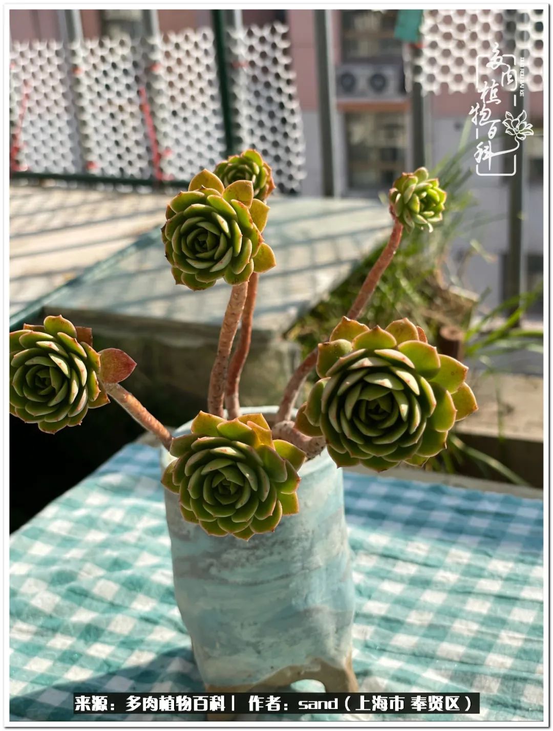 养点花草给生活添点乐趣,养点花花草草心情自然会好