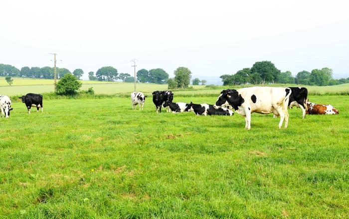 法版优博和国产优博可以混喝么,法版优博和澳版a2哪个好