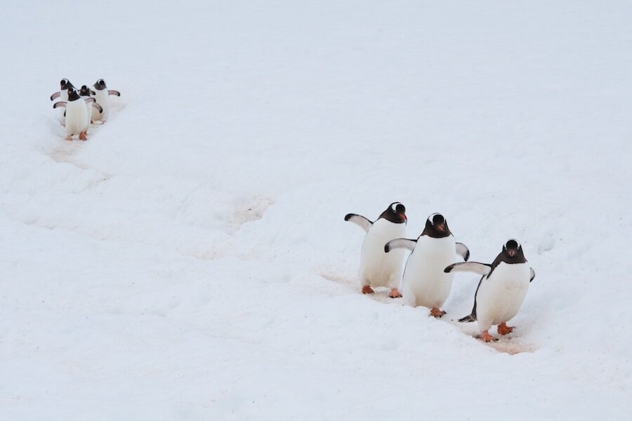 一组耐人寻味的动物图片引人深思,让人很惊艳的动物照片