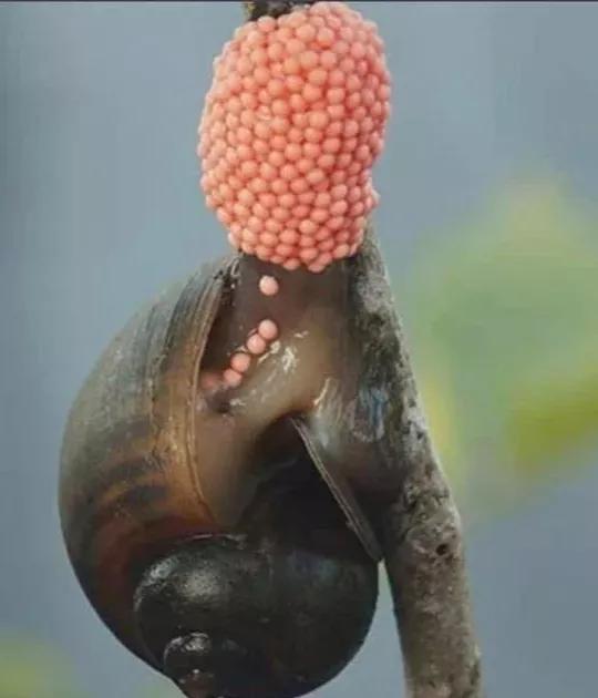 央视评汝州鳄雀鳝抓捕进展,汝州鳄雀鳝被抓视频