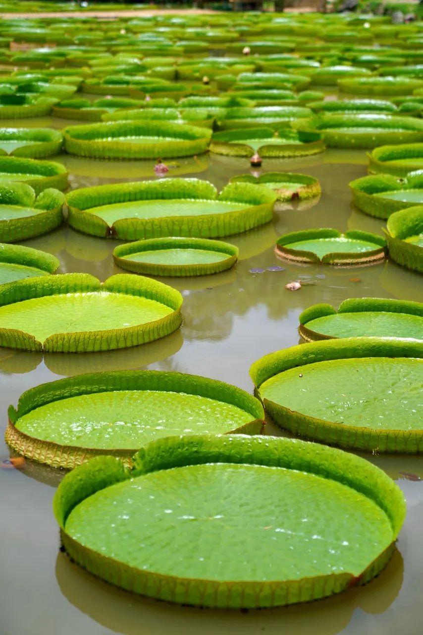 西双版纳体验雨林,吃遍热带水果西双版纳