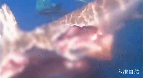 西班牙将一条黑鳍鲨放归海洋，却被其它鲨鱼攻击，被啃半个鲨鱼身