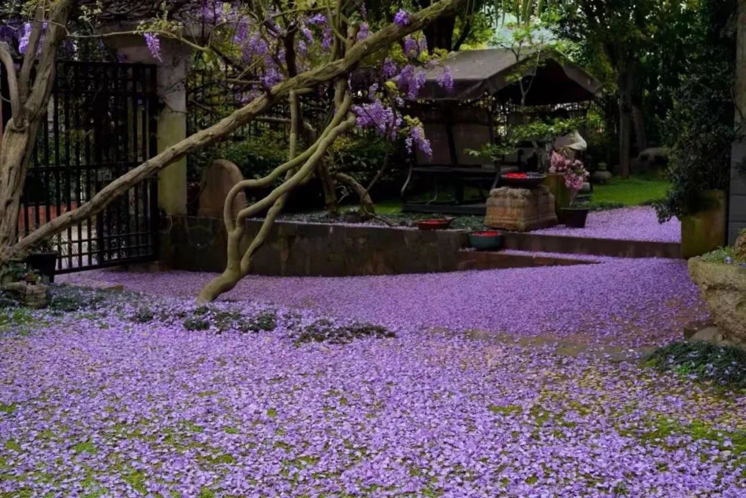 紫藤花，一锅炖不下的豆科，也有浪漫的一帘幽梦｜花名册No.00079