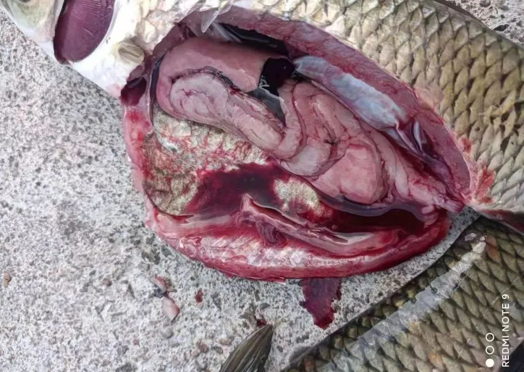 草鱼肠炎烂鳃怎么形成的,草鱼烂鳃的原因及治疗