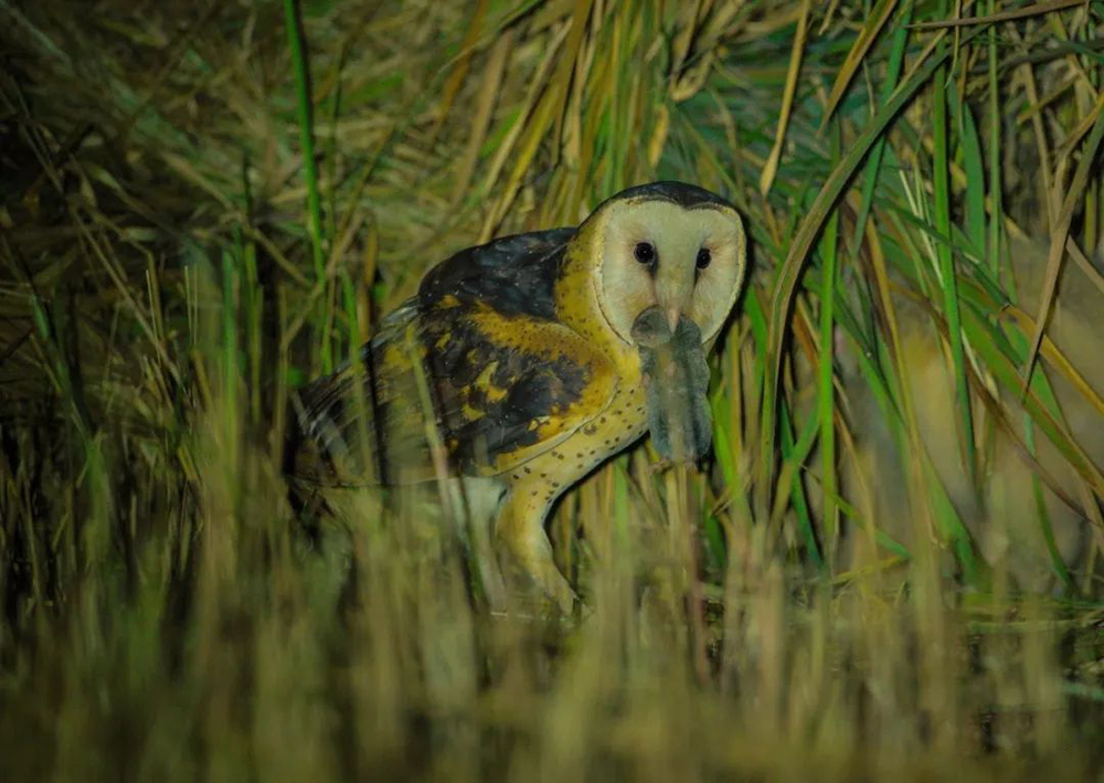 猴面鹰被人发现,猴面鹰有多可怕