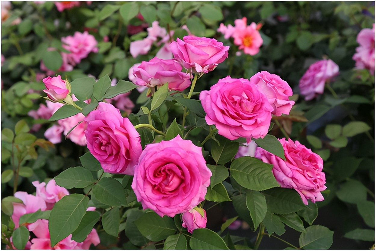 经典玫瑰品种 (玫瑰植物品种)