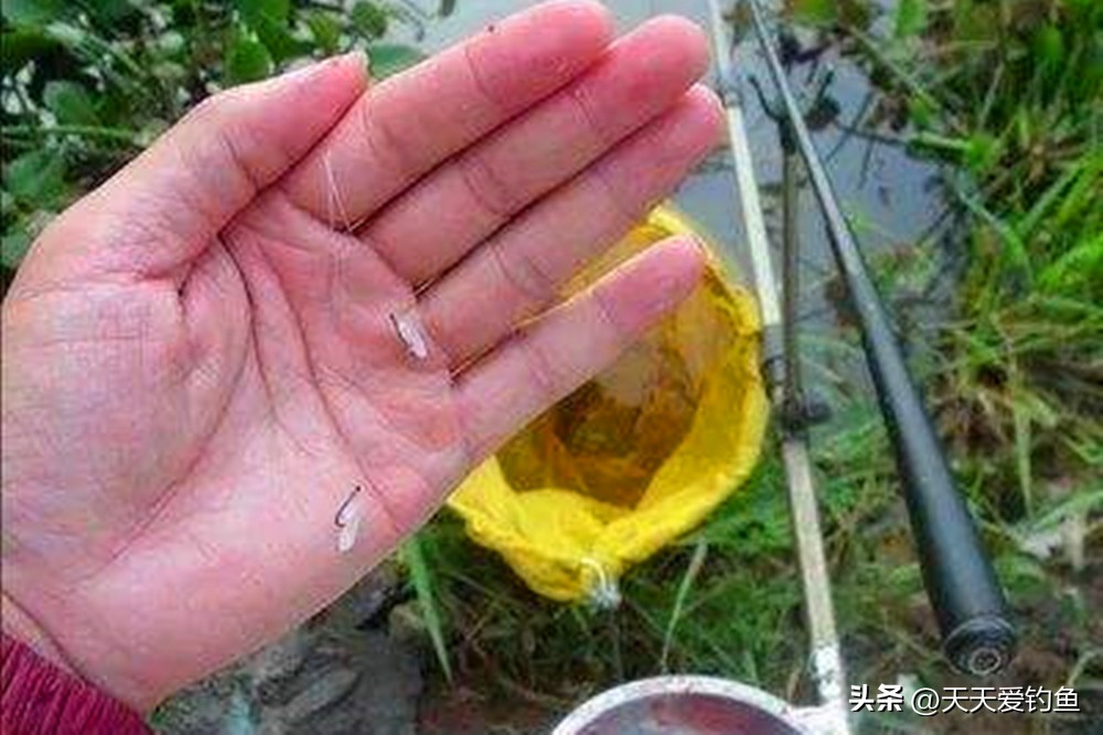 秋天野钓鲫鱼,最佳调漂方法,漂相更清晰,抓住就是“死口”