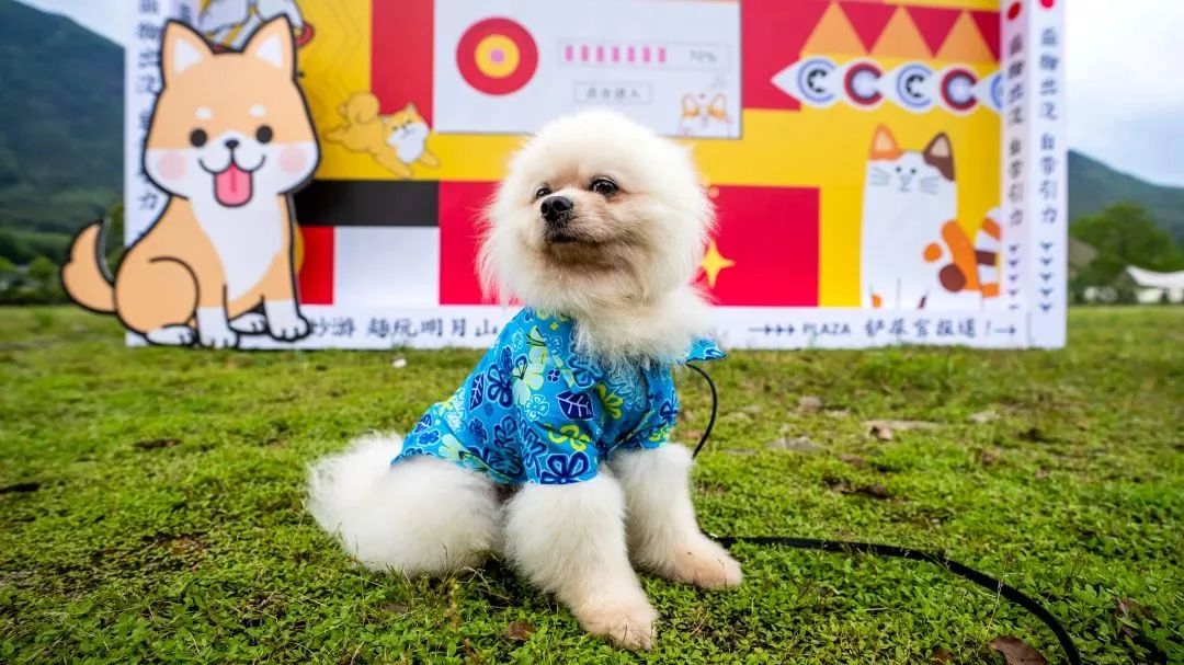 萌宠暴击！对不起我家狗子太萌了，想请你看一下！