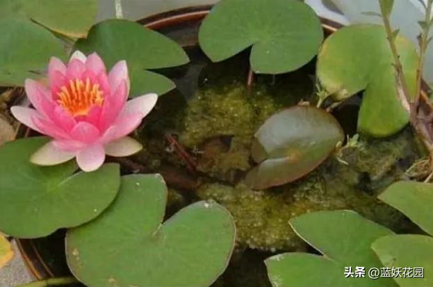 睡莲叶子发黄不开花怎么办,睡莲叶子发黄烂叶怎么办