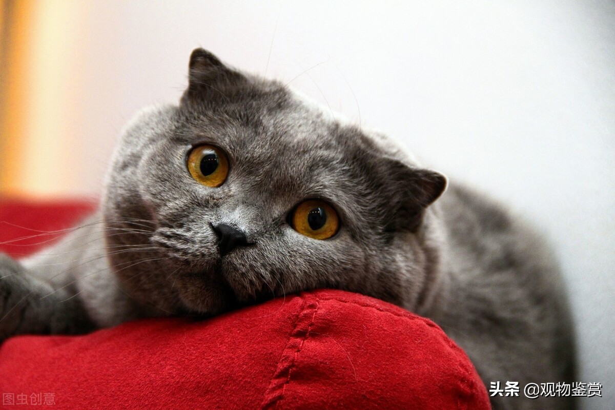 猫不会说话表达什么意思,猫不会说话用行动表达爱