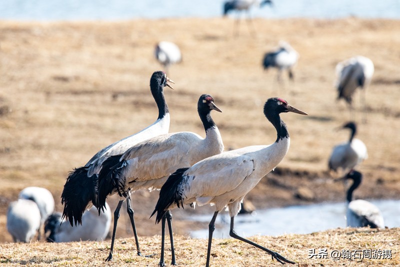 高原精灵黑颈鹤越冬之地——大山包（云、藏自驾旅行纪实之一）