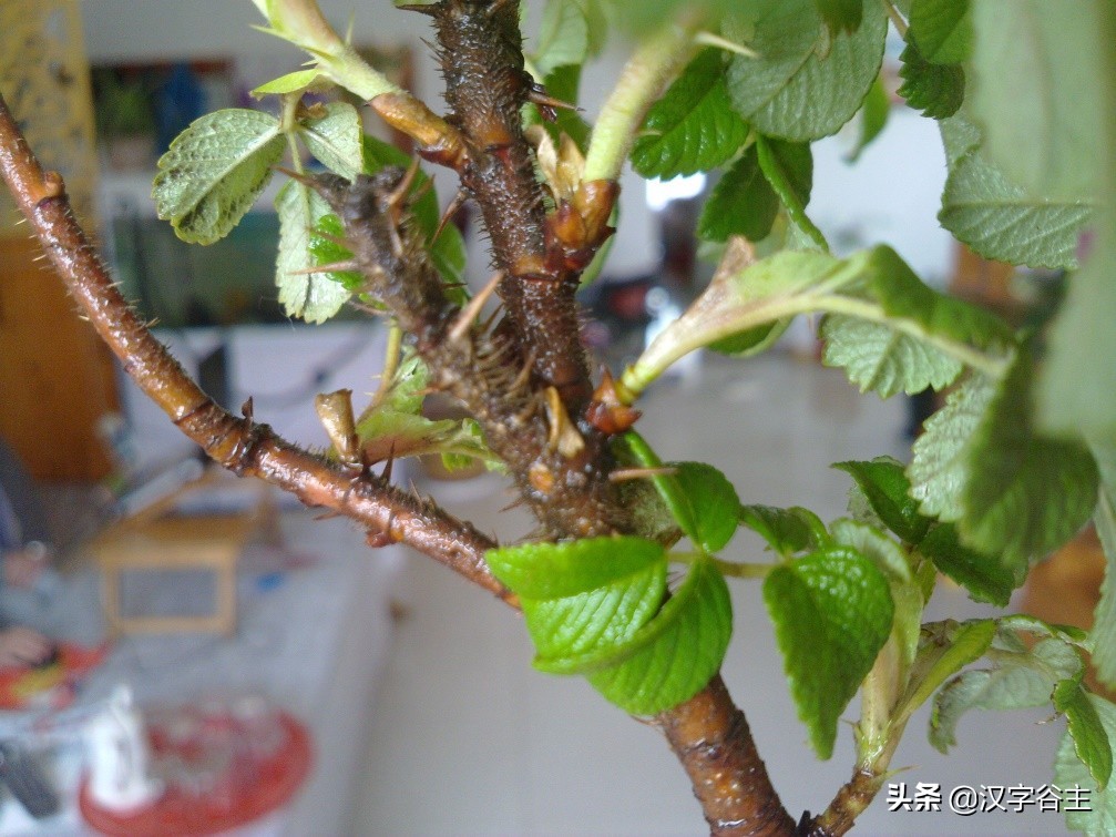 国家植物园游览掠影,走进国家植物园南北月季花海