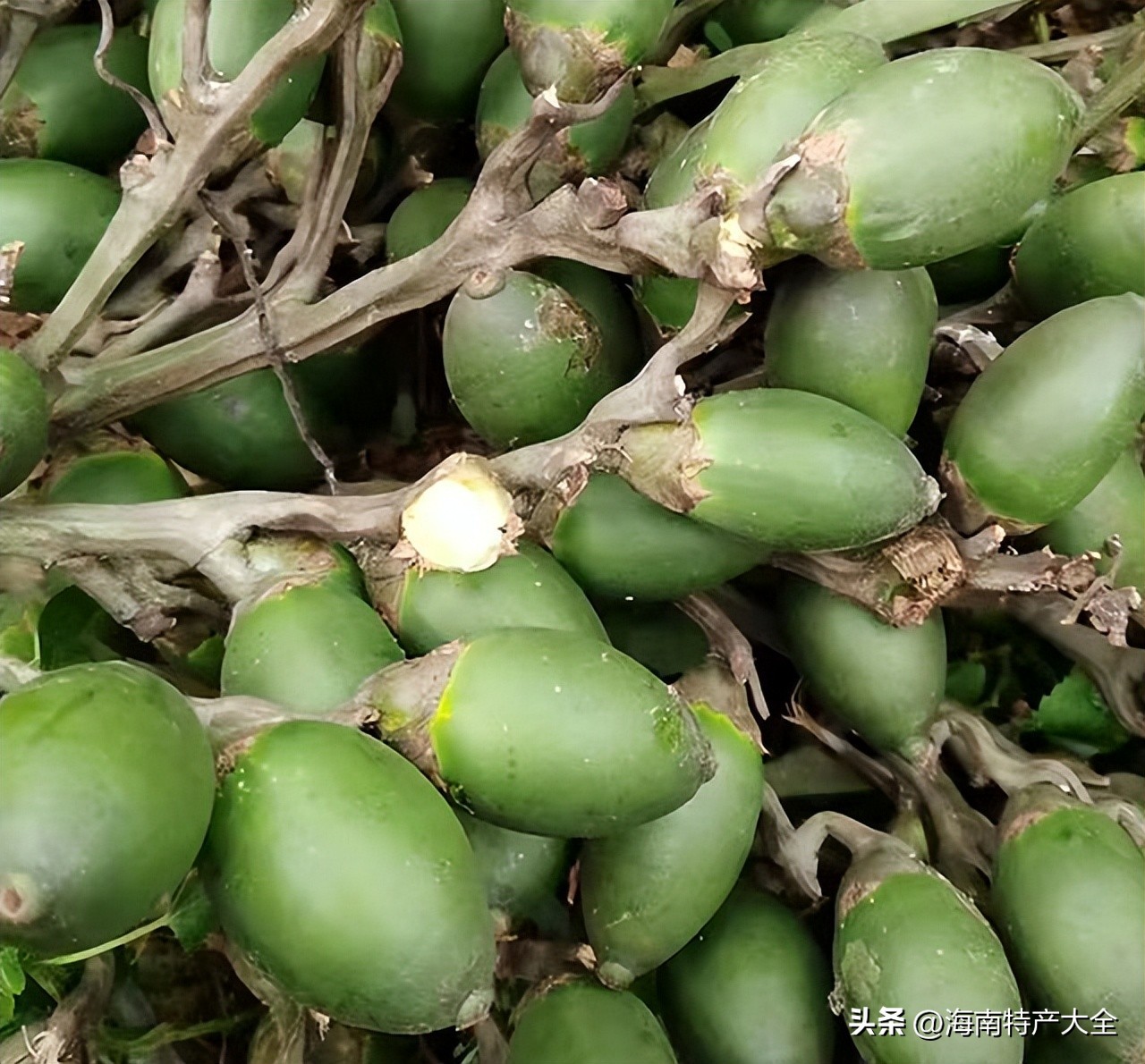 今天海南槟榔价格,海南槟榔最新价格