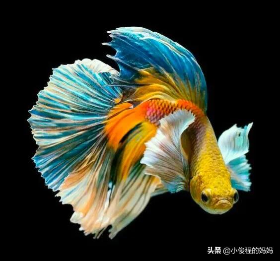 泰国斗鱼的图片大全集,泰国斗鱼公母混养