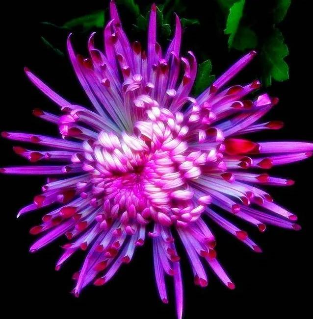 各种形态的花卉,30多种奇异的鲜花供你欣赏收藏